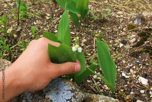 Une main une personne qui cueille cueillir du muguet