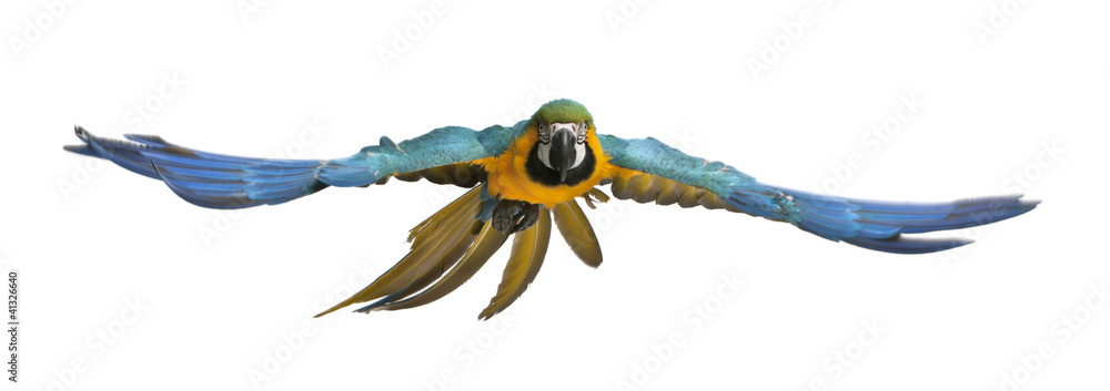 Fototapeta premium Portrait of Blue and Yellow Macaw, Ara Ararauna, flying