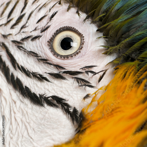 Portrait of Blue and Yellow Macaw, Ara Ararauna, eye