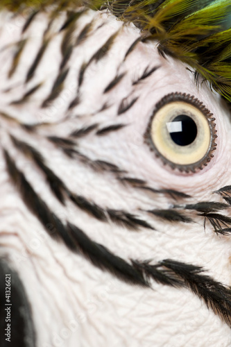 Close up of Blue and Yellow Macaw, Ara Ararauna, eye