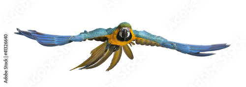 Portrait of Blue and Yellow Macaw, Ara Ararauna, flying