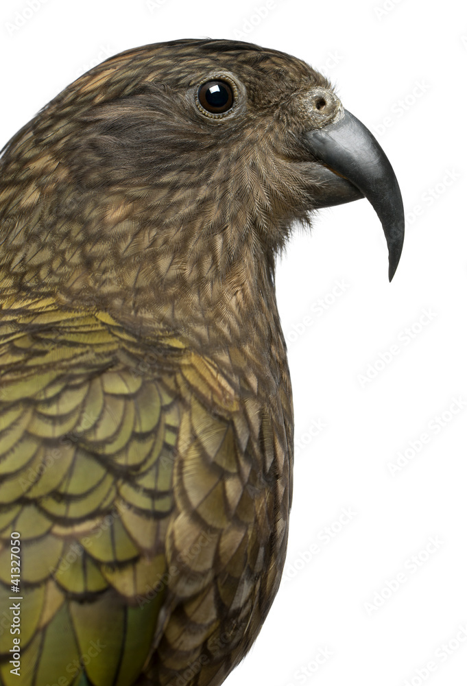 Portrait of Kea, Nestor notabilis Portrait of Kea, Nestor notabilis