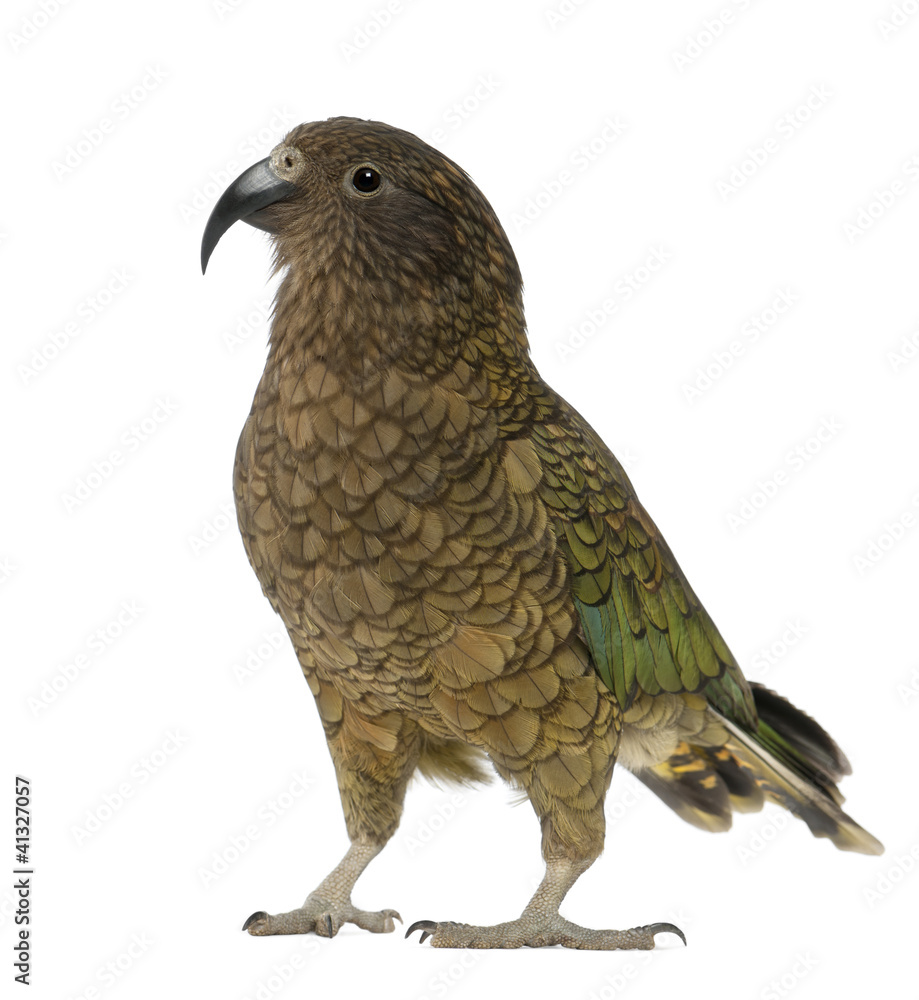 Fototapeta premium Kea, Nestor notabilis, a parrot