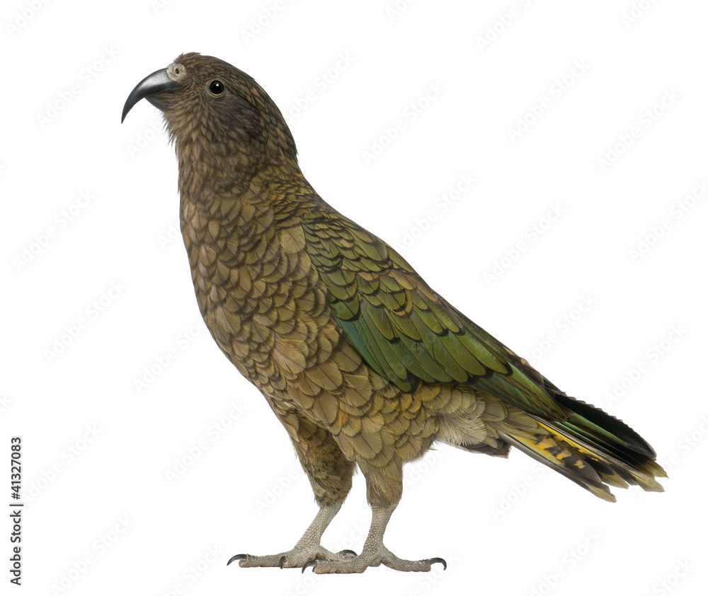 Obraz premium Kea, Nestor notabilis, a parrot