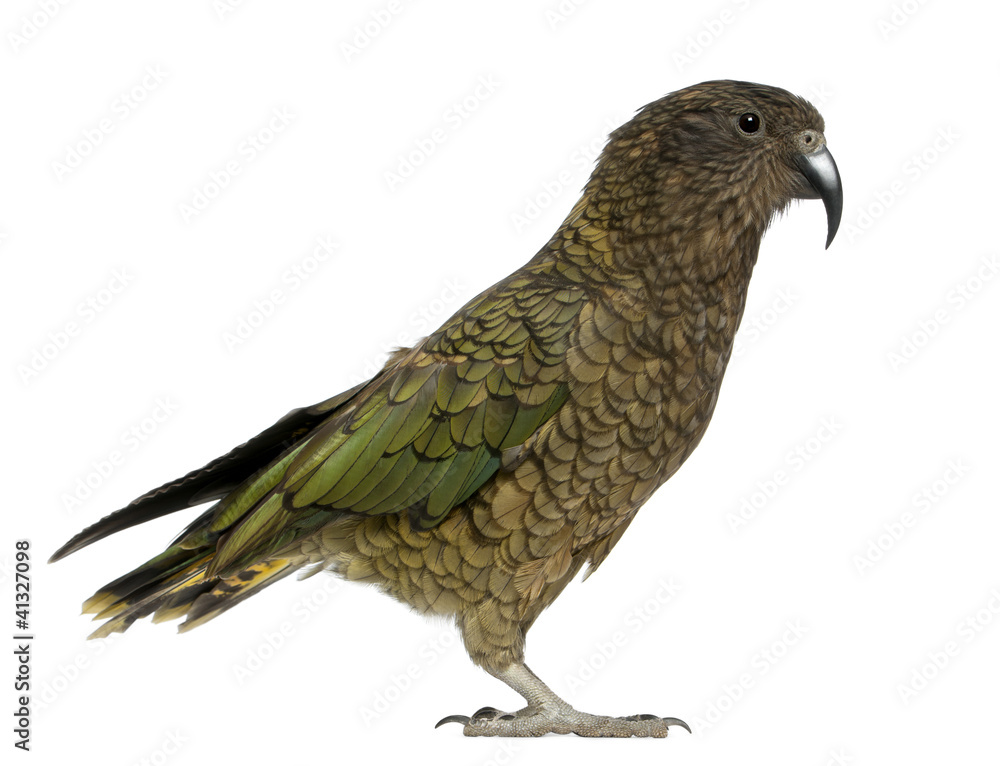Naklejka premium Kea, Nestor notabilis, a parrot, standing