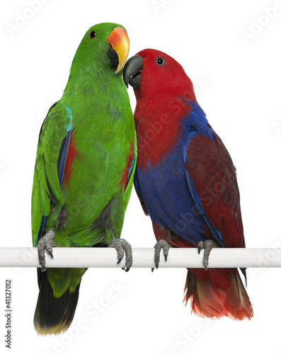 Male and Female Eclectus Parrots, Eclectus roratus