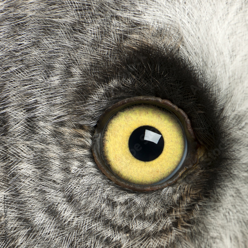 Portrait of Great Grey Owl or Lapland Owl, Strix nebulosa
