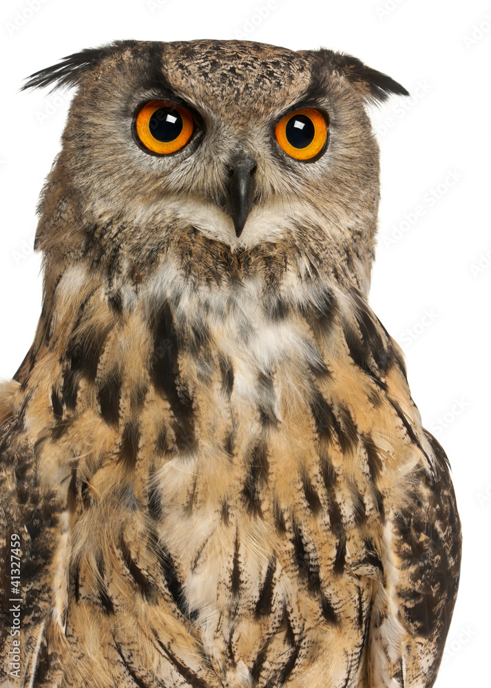 Fototapeta premium Portrait of Eurasian Eagle-Owl, Bubo bubo