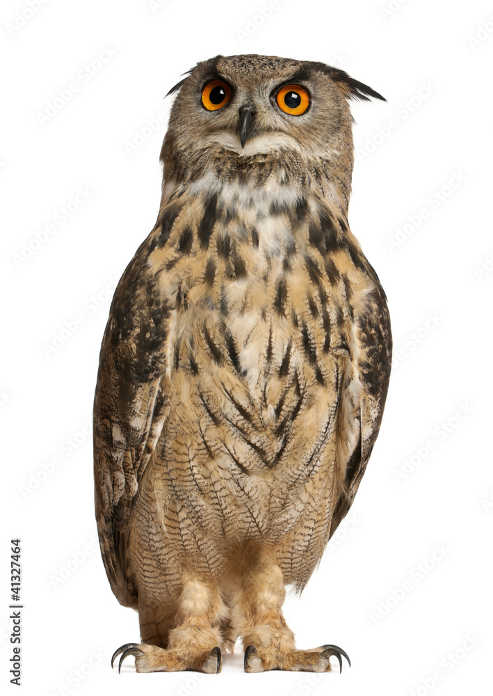 Fototapeta premium Portrait of Eurasian Eagle-Owl, Bubo bubo