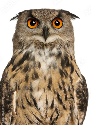 Portrait of Eurasian Eagle-Owl, Bubo bubo