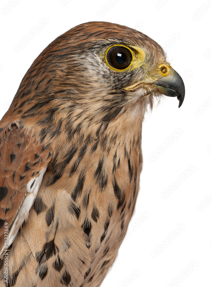 Close up of Common Kestrel, Falco tinnunculus