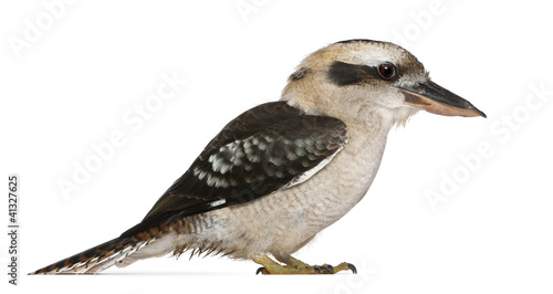 Tableau sur toile Laughing Kookaburra, Dacelo novaeguineae
