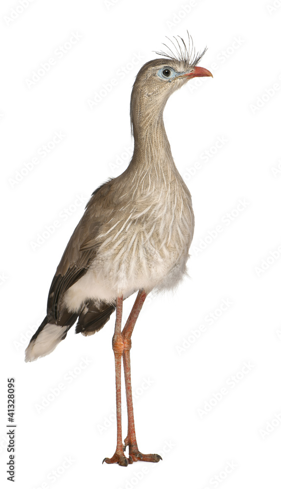 Red-legged Seriema or Crested Cariama, Cariama cristata Red-legged Seriema or Crested Cariama, Cariama cristata