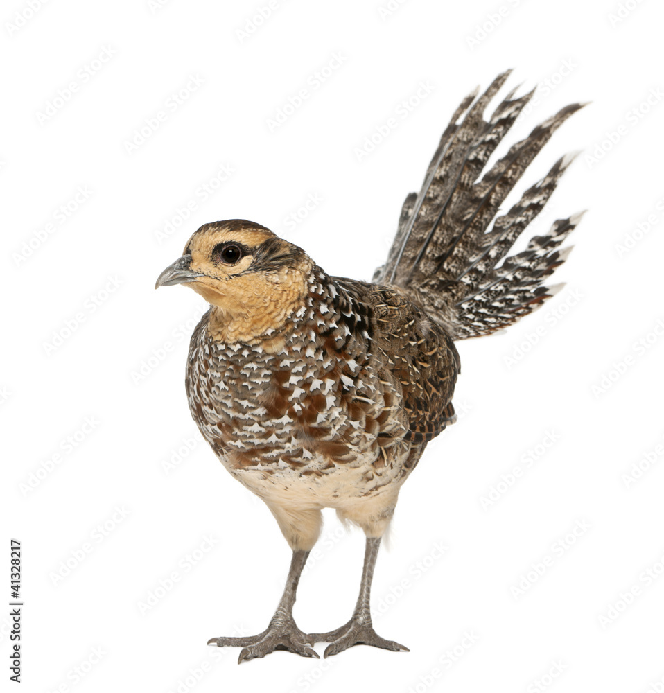 Female Reeves's Pheasant, Syrmaticus reevesii Female Reeves's Pheasant, Syrmaticus reevesii