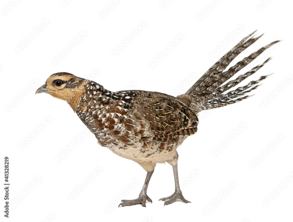Female Reeves's Pheasant, Syrmaticus reevesii Female Reeves's Pheasant, Syrmaticus reevesii