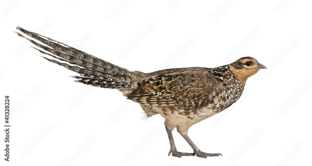 Female Reeves's Pheasant, Syrmaticus reevesii Female Reeves's Pheasant, Syrmaticus reevesii