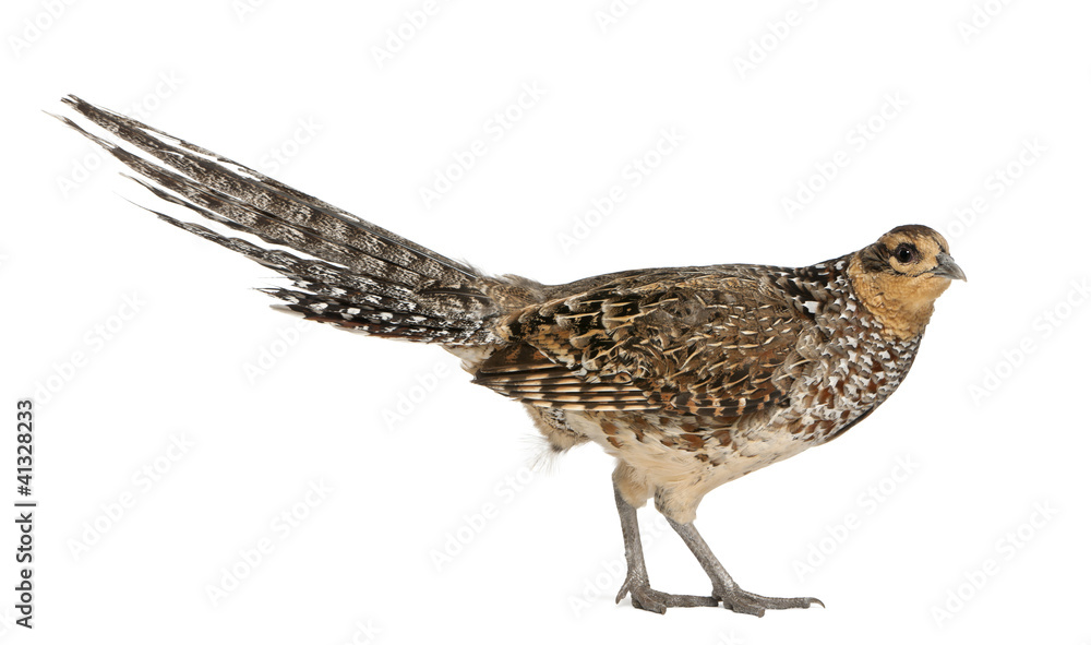Portrait of Female Reeves's Pheasant, Syrmaticus reevesii Portrait of Female Reeves's Pheasant, Syrmaticus reevesii