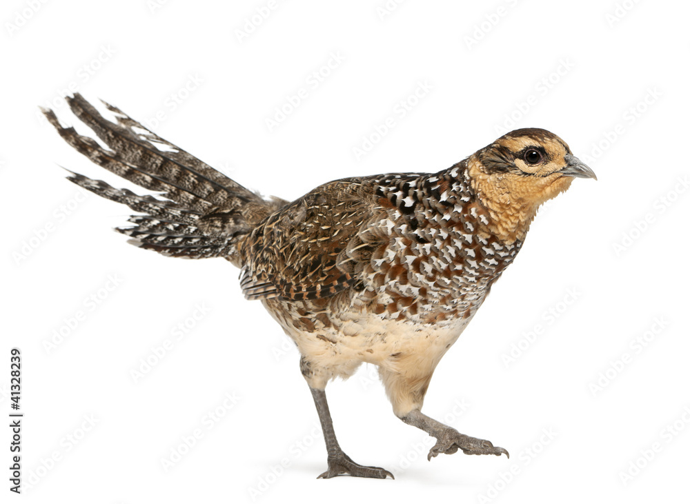 Female Reeves's Pheasant, Syrmaticus reevesii Female Reeves's Pheasant, Syrmaticus reevesii