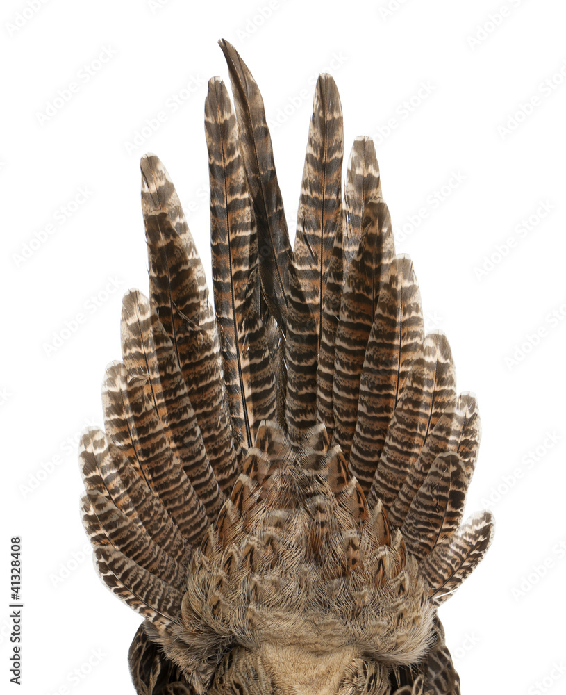 Obraz premium Close up of Female Golden Pheasant or 'Chinese Pheasant'