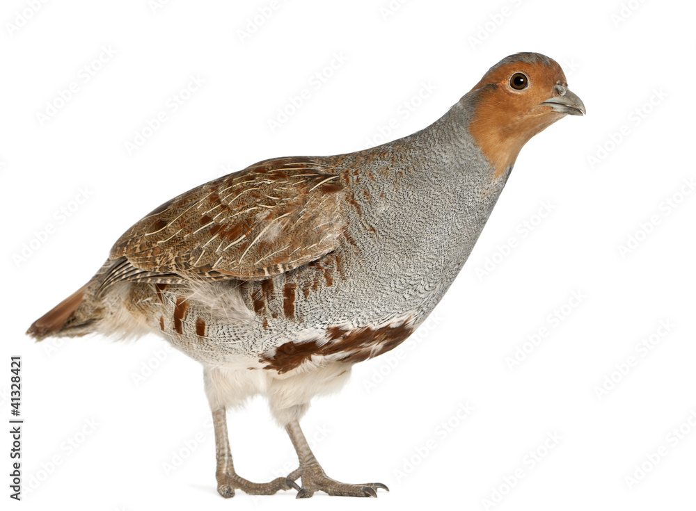 Naklejka premium Portrait of Grey Partridge, Perdix perdix