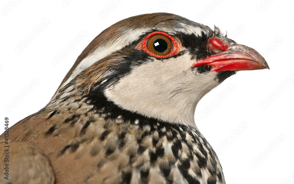 Close up of Red-legged Partridge or French Partridge Close up of Red-legged Partridge or French Partridge