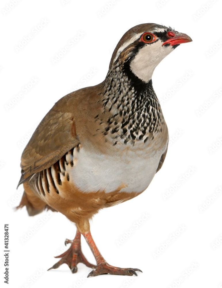 Red-legged Partridge or French Partridge, Alectoris rufa Red-legged Partridge or French Partridge, Alectoris rufa