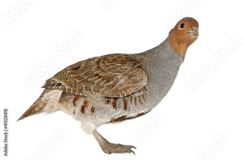 Portrait of Grey Partridge, Perdix perdix