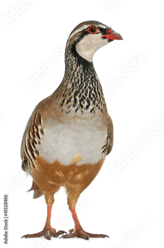 Red-legged Partridge or French Partridge, Alectoris rufa