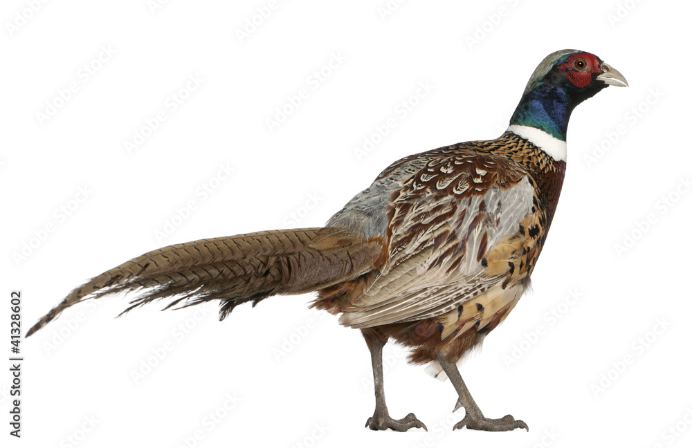 Fototapeta premium Male American Common Pheasant, Phasianus colchicus