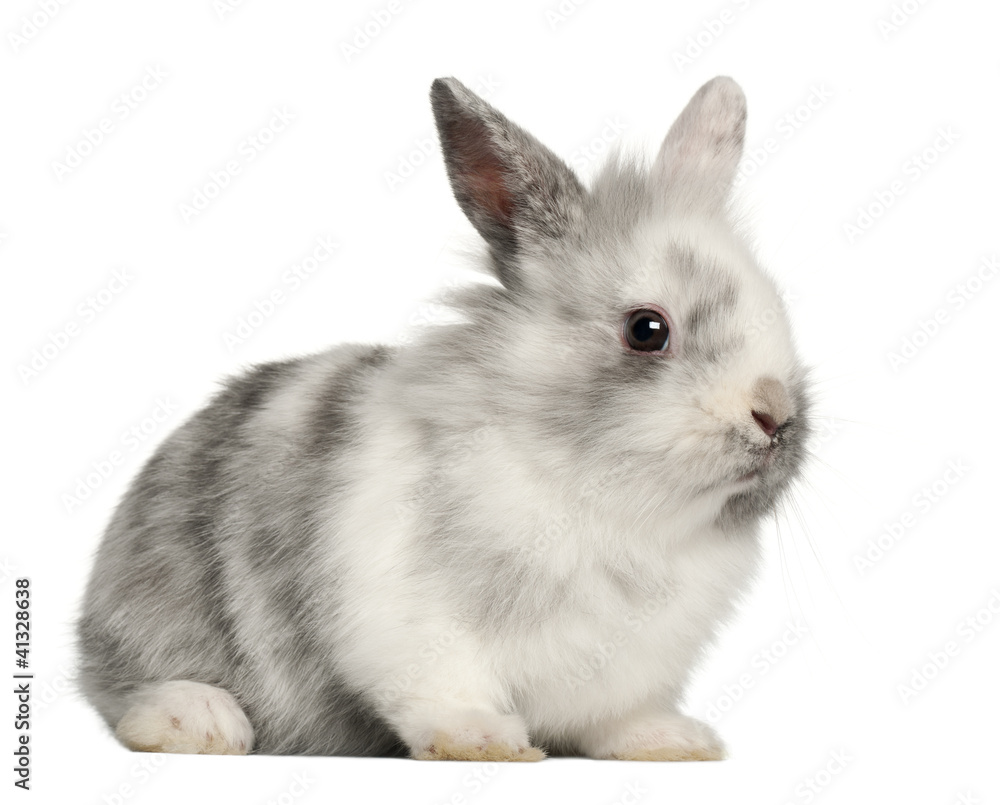 Rabbit sitting in front of white background