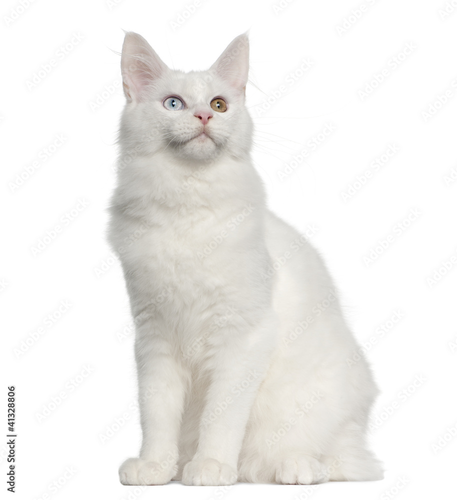 Maine Coon cat, 5 months old, sitting