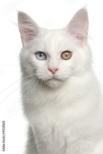 Portrait of Maine Coon cat, 5 months old © Eric Isselée