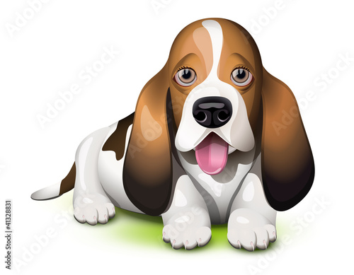 Basset Hound puppy