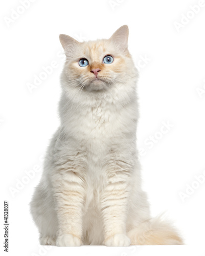 Fototapeta Naklejka Na Ścianę i Meble -  Portrait of Birman cat, sitting