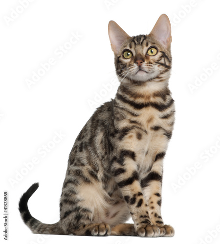 Fototapeta Naklejka Na Ścianę i Meble -  Bengal kitten, 4 months old, sitting
