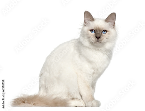 Fototapeta Naklejka Na Ścianę i Meble -  Portrait of Birman cat, 5 months old, sitting
