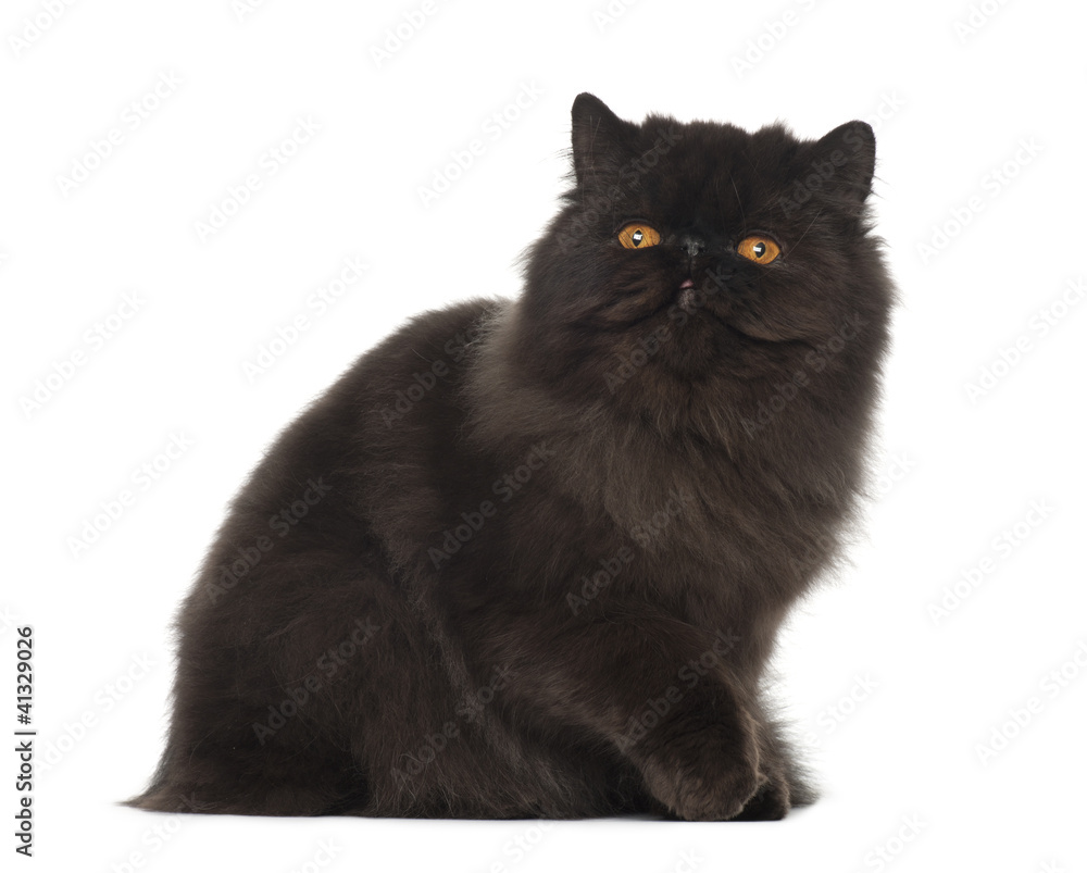 Persian cat, 7 months old, sitting in front of white background
