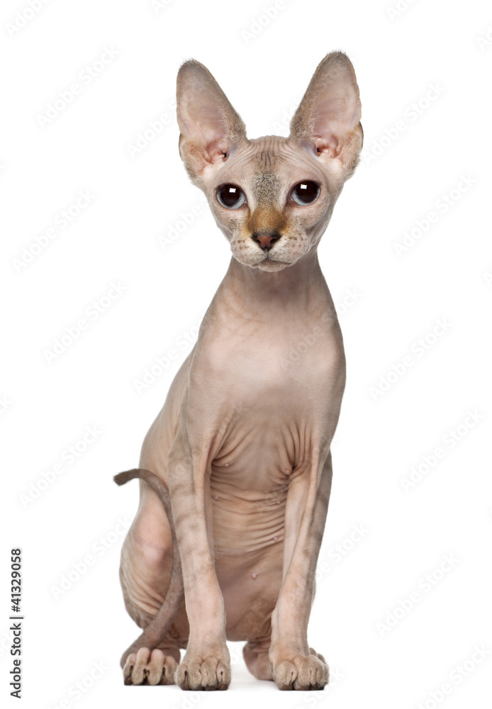 Portrait of Sphynx cat, 6 months old, sitting