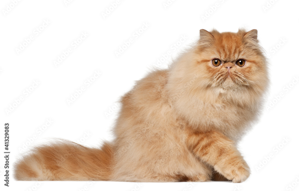 Portrait of Persian cat, 7 months old, sitting Portrait of Persian cat, 7 months old, sitting
