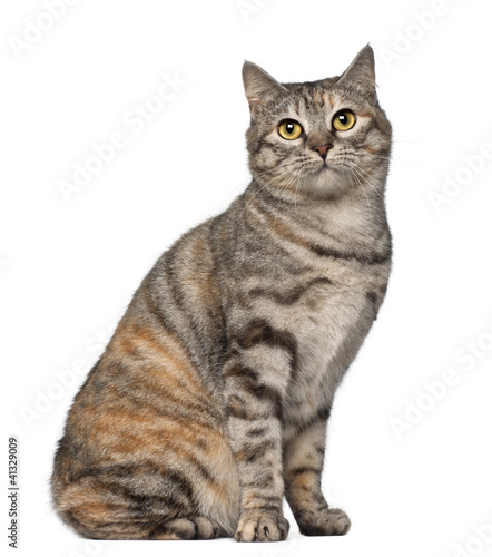 Fototapeta Naklejka Na Ścianę i Meble -  Kurilian Bobtail cat, 1 year old, sitting