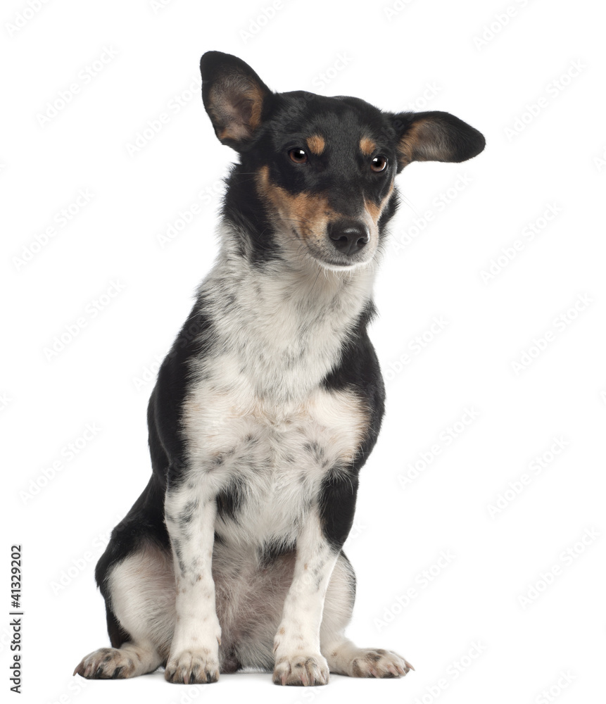 Portrait of crossbreed, sitting in front of white background Portrait of crossbreed, sitting in front of white background