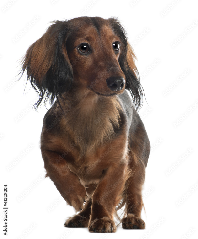 Dachshund, 10 months old, standing in front of white background