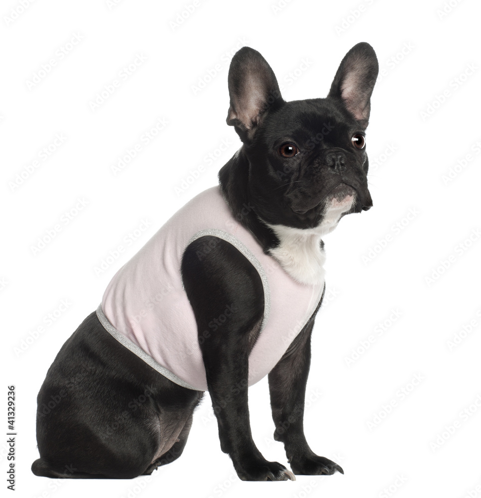 Portrait of French Bulldog, 13 months old, sitting Portrait of French Bulldog, 13 months old, sitting