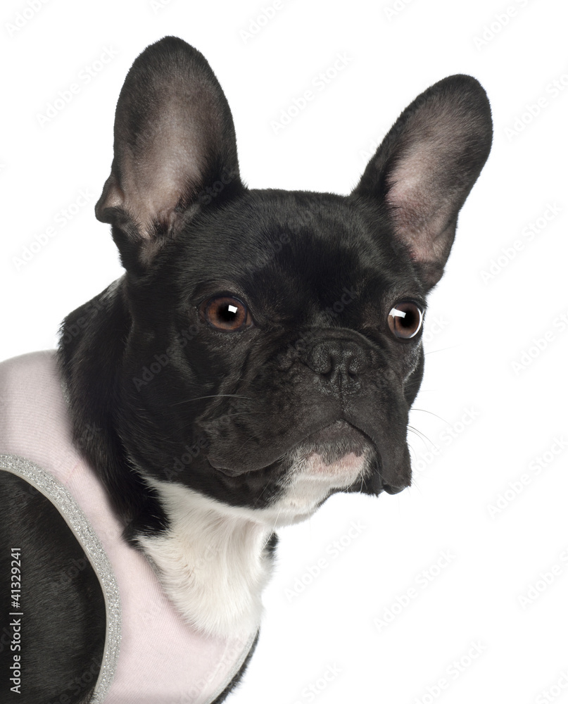 Close up of French Bulldog, 13 months old