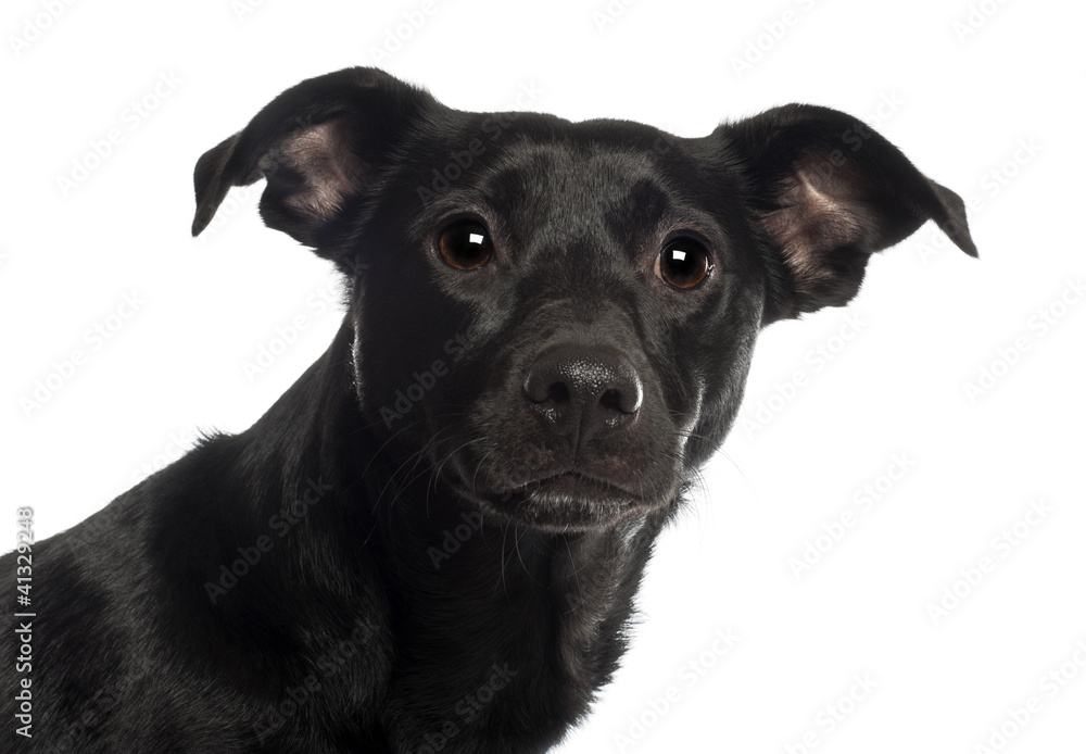 Portrait of Mixed-breed dog, 18 months old Portrait of Mixed-breed dog, 18 months old