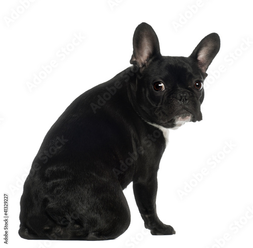 Fototapeta Naklejka Na Ścianę i Meble -  Portrait of French Bulldog, 13 months old, sitting