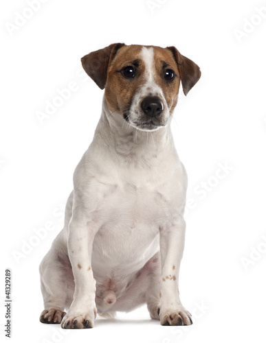 Portrait of Jack Russell Terrier, 1 year old