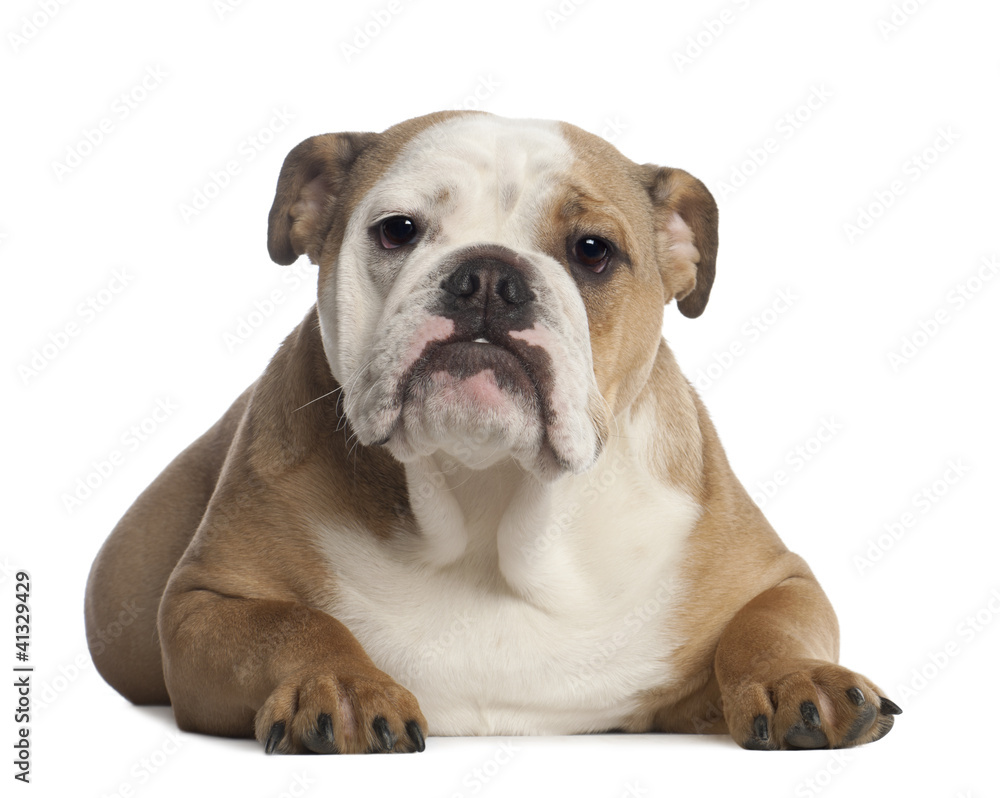 Portrait of English Bulldog, 7 months old Portrait of English Bulldog, 7 months old