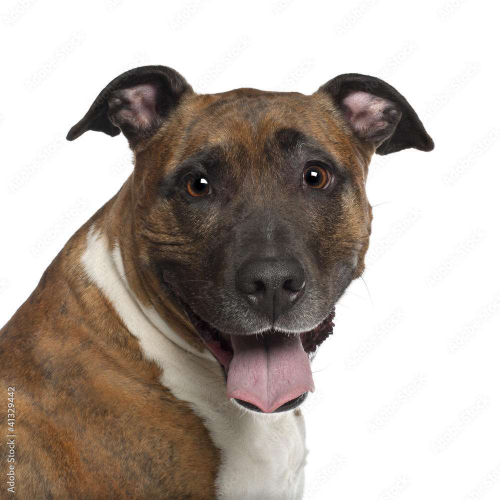 Portrait of American Staffordshire Terrier, 10 years old Portrait of American Staffordshire Terrier, 10 years old
