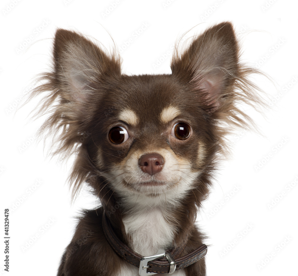 Portrait of Chihuahua puppy, 6 months old